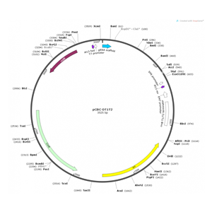 pCBC-DT1T2(Cm) 载体