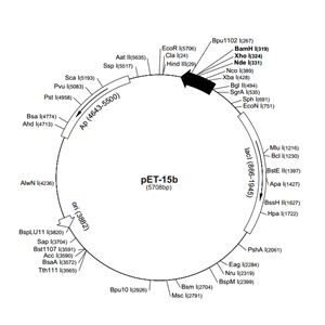 pET-15b 载体