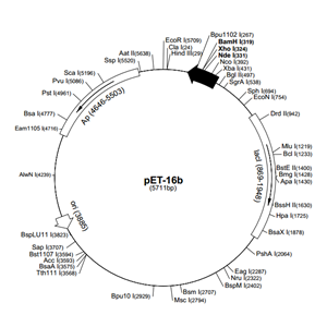 pET-16b 载体