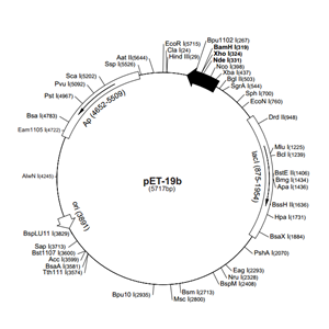 pET-19b 载体