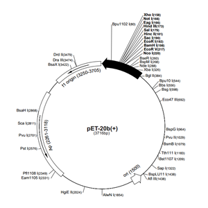 pET-20b(+) 载体