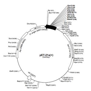 pET-21a(+) 载体