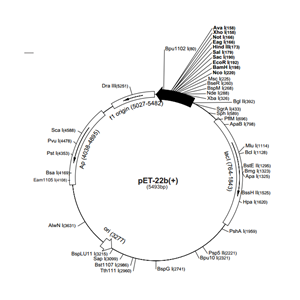 pET-22b(+) 载体