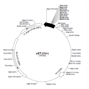 pET-23(+) 载体