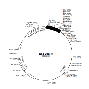 pET-23a(+) 载体