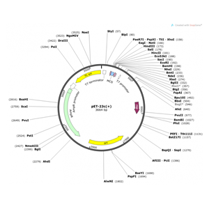 pET-23c(+) 载体