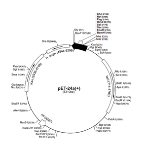 pET-24a(+) 载体