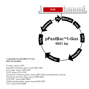 pfastbac1-gus 载体