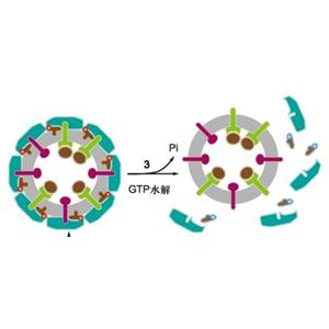 ALK抑制剂(Brigatinib)