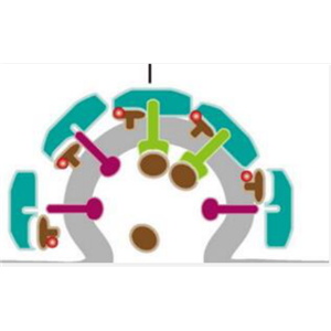 DNA synthesis抑制剂