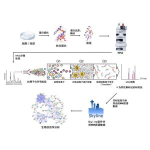 MRM/PRM定量蛋白组学分析_靶向代谢组学分析