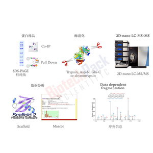 蛋白胶点_胶条_IP样品蛋白鉴定