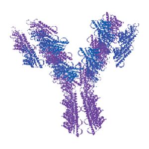 兔抗绵羊IGG(H&L)二抗,HRP标记