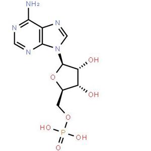 腺苷酸