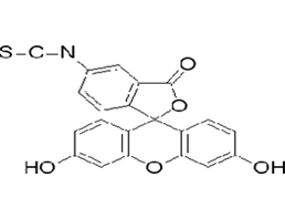 异硫氰酸荧光素(FITC-I)