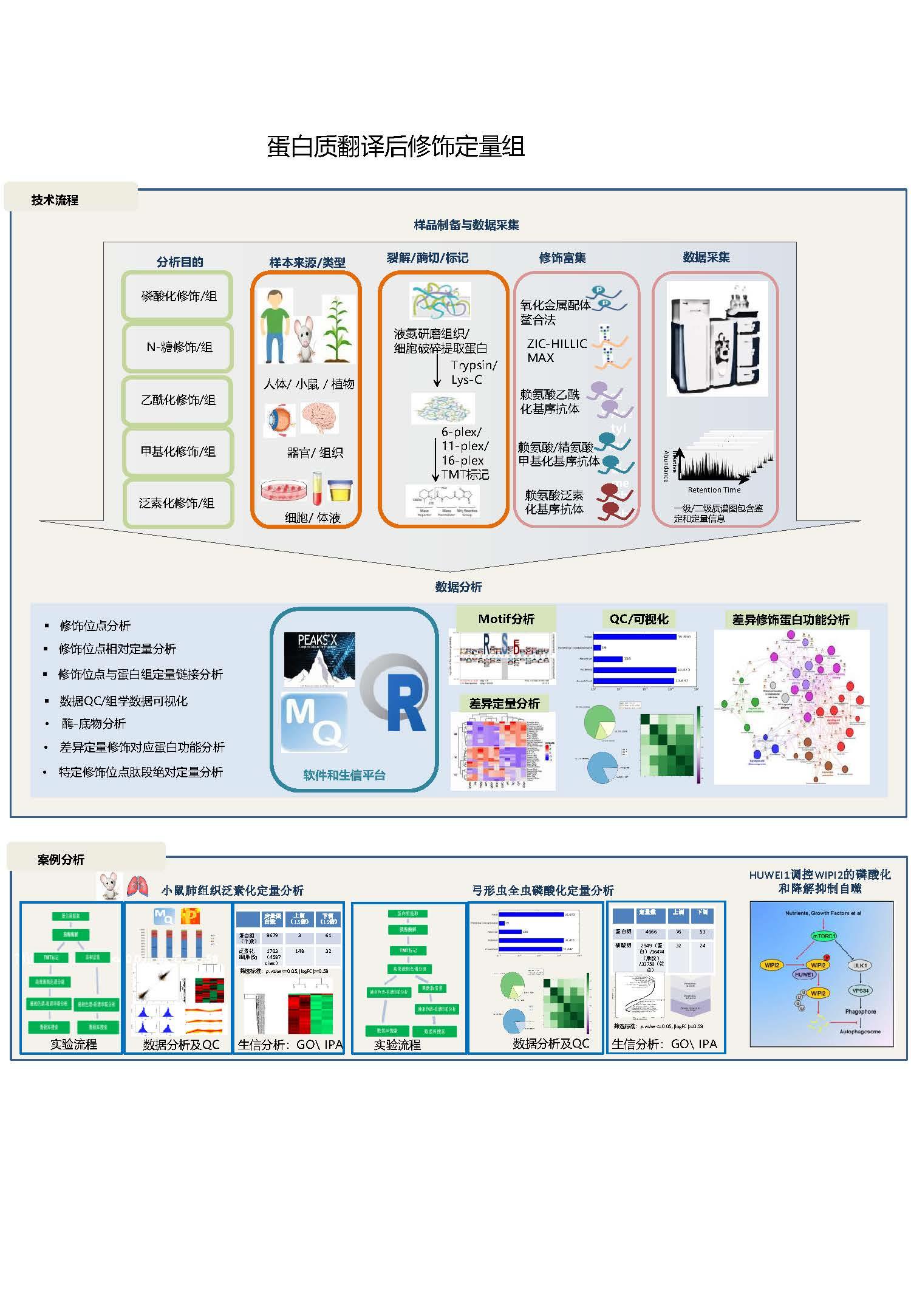 蛋白质翻译后修饰定量咨蛋白组学服务.jpg