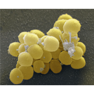金黄色葡萄球菌核酸检测试剂盒（冻干型、恒温荧光法）