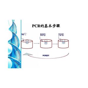 绿脓假单胞菌探针法荧光定量PCR试剂盒