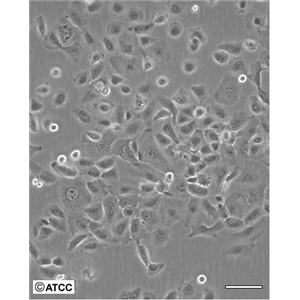 C8166-CD4人T淋巴白血病细胞细胞