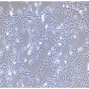 MDA-kb2人正常乳腺细胞