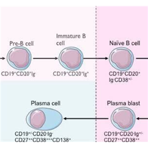 CYP2C9（CYP450重组酶）