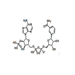 烟酰胺腺嘌呤双核苷酸磷酸盐