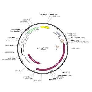 慢病毒包装质粒 pMDLg/pRRE 江苑生物