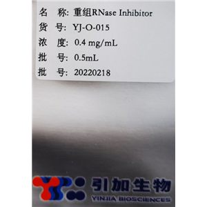 重组 RNase 抑制剂