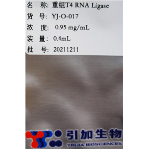 重组 T4 RNA 连接酶