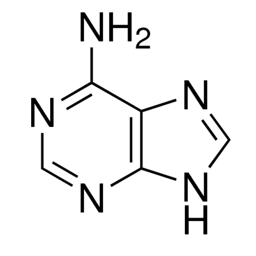 腺嘌呤核糖核苷酸简式图片