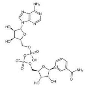 烟酰胺腺嘌呤二核苷酸