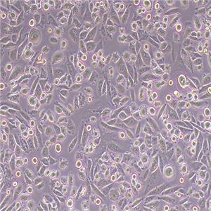 CHO-K1中国仓鼠卵巢细胞（k1亚克隆系）