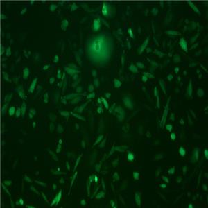 CHO-K1 -COGFP（中国仓鼠卵巢细胞-绿色荧光蛋白标记）