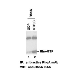 RhoA-GTP 小鼠单抗