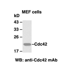 Cdc42 小鼠单抗
