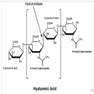 透明质酸酶牛源