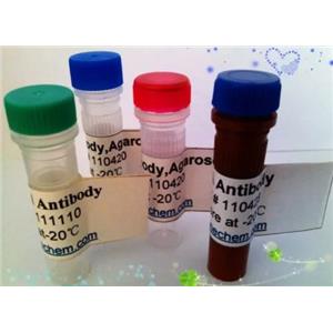 GAD1 Antibody生产供应商艾普蒂生物