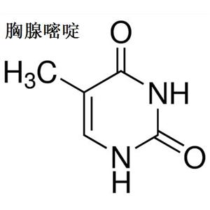 5-甲基尿嘧啶厂家  胸腺嘧啶现货供应