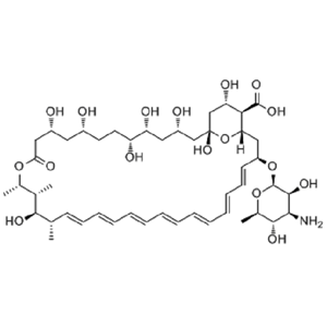 两性霉素 B