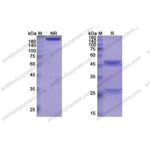 迪诺苏单抗 ，Denosumab，anti-CD254 antibody 抗体