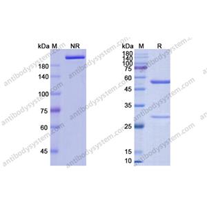 依玛鲁单抗 ，Emapalumab，anti-IFN-gamma antibody 抗体