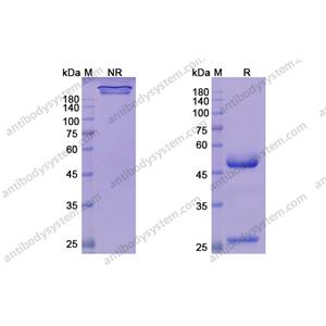 奥马珠单抗，Omalizumab，anti-IGHE antibody 抗体