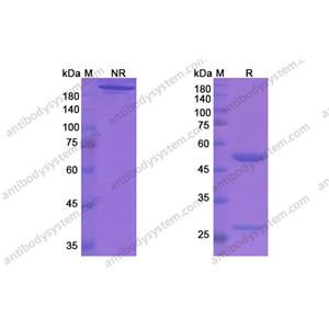 更汀芦单抗，Gantenerumab，anti-amyloid β antibody 抗体