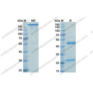 珀妥珠单抗，Pertuzumab，anti-HER2 antibody 抗体