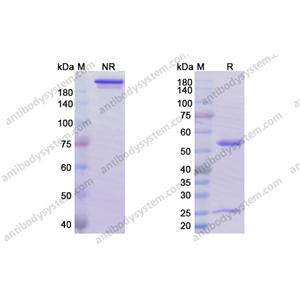 贝伐珠单抗，Bevacizumab，anti-VEGF antibody 抗体