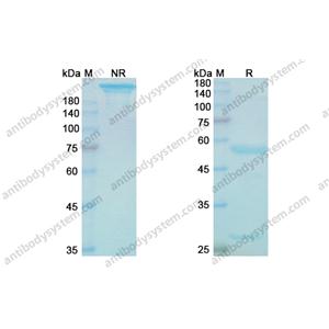 奥瓦利单抗，Onvatilimab，anti-VISTA antibody 抗体