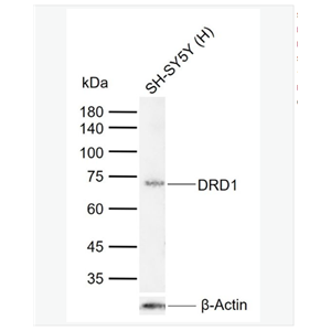 Anti-DRD1 antibody-多巴胺受体D1重组兔单克隆抗体