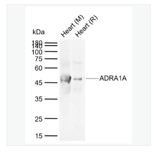 Anti-ADRA1A  antibody-alpha 1肾上腺素能受体A抗体