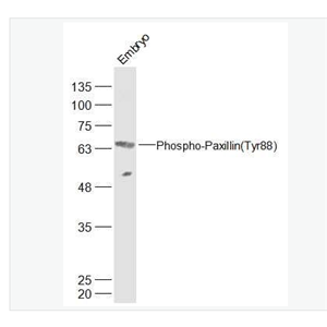 Anti-Phospho-Paxillin (Tyr88) antibody-磷酸化桩蛋白Paxillin抗体