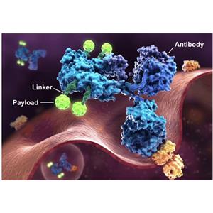 抗体偶联药物（ADC）发现服务